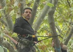 树上“筑巢”10日抗议巴黎修路伐树，环保人士被强制撤离