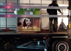 大熊猫“金喜”“茱萸”抵达西班牙